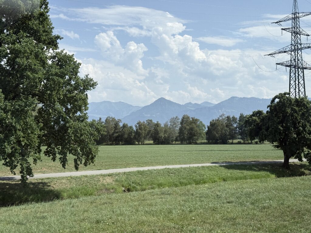 Photograph of a forest with a mountain in the backgroun